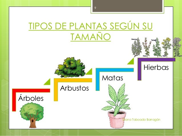 LAS PLANTAS