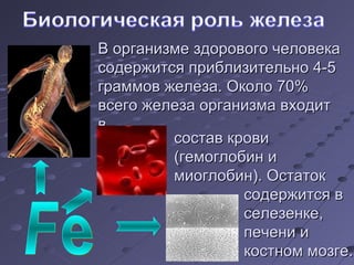 Fe В   организме здорового человека содержится приблизительно 4-5 граммов железа. Около 70% всего железа организма входит в состав крови (гемоглобин и  миоглобин). Остаток содержится в селезенке, печени и  костном мозге. 