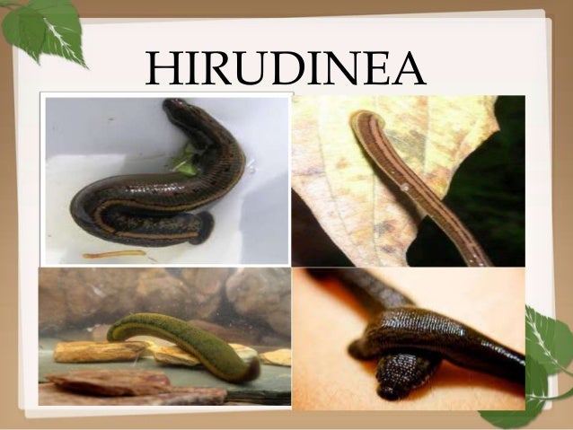 Hirudinea