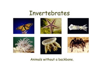 Diane Hawkins - Vertebrates Invertebrates classification