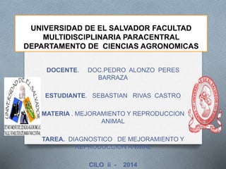 UNIVERSIDAD DE EL SALVADOR FACULTAD 
MULTIDISCIPLINARIA PARACENTRAL 
DEPARTAMENTO DE CIENCIAS AGRONOMICAS 
DOCENTE. DOC.PEDRO ALONZO PERES 
BARRAZA 
ESTUDIANTE. SEBASTIAN RIVAS CASTRO 
MATERIA . MEJORAMIENTO Y REPRODUCCION 
ANIMAL 
TAREA. DIAGNOSTICO DE MEJORAMIENTO Y 
REPRODUCCION ANIMAL 
CILO ii - 2014 
 