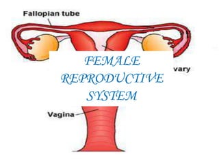 V
FEMALE
REPRODUCTIVE
SYSTEM
 
