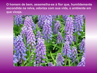 O homem de bem, assemelha-se à flor que, humildemente escondida na relva, odoriza com sua vida, o ambiente em que viceja. 