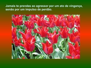 Jamais te prendas ao agressor por um ato de vingança, senão por um impulso de perdão.   