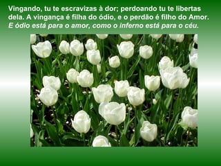 Vingando, tu te escravizas à dor; perdoando tu te libertas dela. A vingança é filha do ódio, e o perdão é filho do Amor.   E ódio está para o amor, como o inferno está para o céu. 