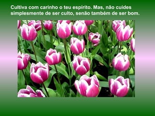 Cultiva com carinho o teu espírito. Mas, não cuides simplesmente de ser culto, senão também de ser bom.   