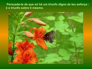 . Persuade-te de que só há um triunfo digno de teu esforço : é o triunfo sobre ti mesmo. 