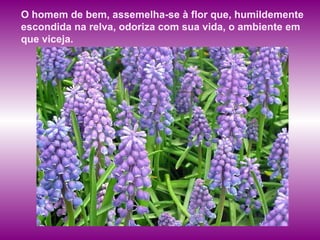 O homem de bem, assemelha-se à flor que, humildemente escondida na relva, odoriza com sua vida, o ambiente em que viceja. 