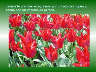 Jamais te prendas ao agressor por um ato de vingança, senão por um impulso de perdão.   