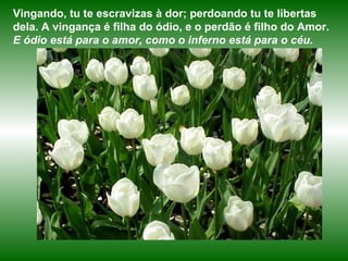 Vingando, tu te escravizas à dor; perdoando tu te libertas dela. A vingança é filha do ódio, e o perdão é filho do Amor.   E ódio está para o amor, como o inferno está para o céu. 