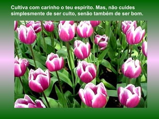 Cultiva com carinho o teu espírito. Mas, não cuides simplesmente de ser culto, senão também de ser bom.   
