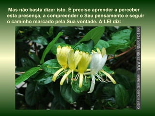 Mas não basta dizer isto. É preciso aprender a perceber esta presença, a compreender o Seu pensamento e seguir o caminho marcado pela Sua vontade. A LEI diz: 