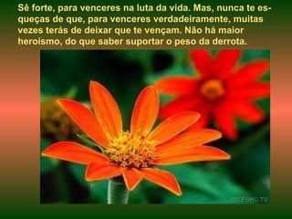 Sê forte, para venceres na luta da vida. Mas, nunca te es-queças de que, para venceres verdadeiramente, muitas vezes terás de deixar que te vençam. Não há maior heroísmo, do que saber suportar o peso da derrota. 