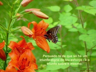 . Persuade-te de que só há um triunfo digno de teu esforço : é o triunfo sobre ti mesmo. 