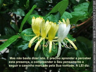 Mas não basta dizer isto. É preciso aprender a perceber esta presença, a compreender o Seu pensamento e seguir o caminho marcado pela Sua vontade. A LEI diz: 