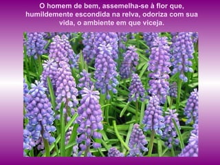 O homem de bem, assemelha-se à flor que, humildemente escondida na relva, odoriza com sua vida, o ambiente em que viceja. 