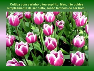 Cultiva com carinho o teu espírito. Mas, não cuides simplesmente de ser culto, senão também de ser bom.   