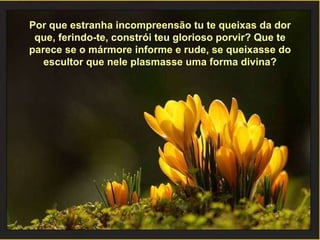 Por que estranha incompreensão tu te queixas da dor que, ferindo-te, constrói teu glorioso porvir? Que te parece se o mármore informe e rude, se queixasse do escultor que nele plasmasse uma forma divina? 