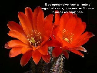 É compreensível que tu, ante o legado da vida, busques as flores e recuses os espinhos.  É compreensível que tu, ante o legado da vida, busques as flores e recuses os espinhos.  