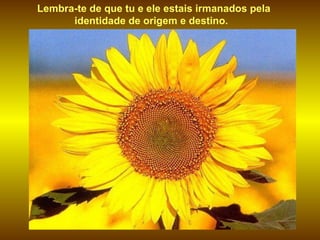 Lembra-te de que tu e ele estais irmanados pela identidade de origem e destino.  