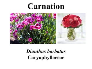 Carnation
Dianthus barbatus
Caryophyllaceae
 