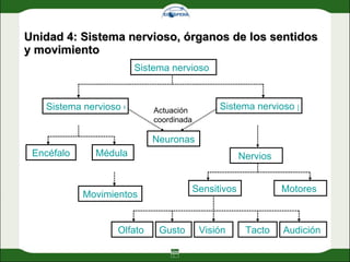 Unidad 4: Sistema nervioso, órganos de los sentidos y movimiento Sistema nervioso Sistema nervioso periférico  Sistema nervioso central Encéfalo Médula espinal Movimientos Nervios  Sensitivos  Motores  Olfato  Audición  Tacto Visión  Gusto   Neuronas Actuación coordinada 