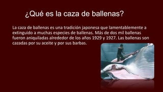 ¿Qué es la caza de ballenas?
La caza de ballenas es una tradición japonesa que lamentablemente a
extinguido a muchas especies de ballenas. Más de dos mil ballenas
fueron aniquiladas alrededor de los años 1929 y 1927. Las ballenas son
cazadas por su aceite y por sus barbas.
 
