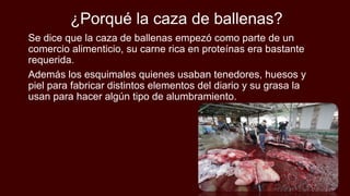 ¿Porqué la caza de ballenas?
Se dice que la caza de ballenas empezó como parte de un
comercio alimenticio, su carne rica en proteínas era bastante
requerida.
Además los esquimales quienes usaban tenedores, huesos y
piel para fabricar distintos elementos del diario y su grasa la
usan para hacer algún tipo de alumbramiento.
 