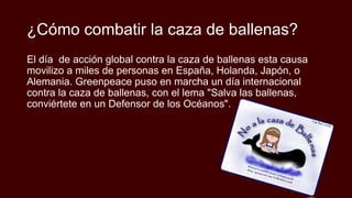 ¿Cómo combatir la caza de ballenas?
El día de acción global contra la caza de ballenas esta causa
movilizo a miles de personas en España, Holanda, Japón, o
Alemania. Greenpeace puso en marcha un día internacional
contra la caza de ballenas, con el lema "Salva las ballenas,
conviértete en un Defensor de los Océanos".
 