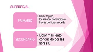 • Dolor rápido, 
localizado, conducido a 
través de fibras A-delta 
SUPERFICIAL 
PRIMARIO 
• Dolor mas lento, 
conducido por las 
fibras C 
SECUNDARIO 
 