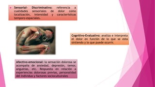 Sensorial- Discriminativo: referencia a 
cualidades sensoriales de dolor como 
localización, intensidad y características 
temporo-espaciales. 
Cognitivo-Evaluativo: analiza e interpreta 
el dolor en función de lo que se esta 
sintiendo y lo que puede ocurrir. 
Afectivo-emocional: la sensación dolorosa se 
acompaña de ansiedad, depresión, temor, 
angustias, etc. Respuesta en relación a 
experiencias dolorosas previas, personalidad 
del individuo y factores sociocultuirales 
 