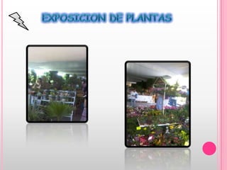 EXPOSICION DE PLANTAS