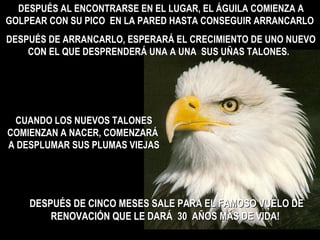 DESPUÉS AL ENCONTRARSE EN EL LUGAR, EL ÁGUILA COMIENZA A
GOLPEAR CON SU PICO EN LA PARED HASTA CONSEGUIR ARRANCARLO
DESPUÉS DE ARRANCARLO, ESPERARÁ EL CRECIMIENTO DE UNO NUEVO
    CON EL QUE DESPRENDERÁ UNA A UNA SUS UÑAS TALONES.




 CUANDO LOS NUEVOS TALONES
COMIENZAN A NACER, COMENZARÁ
A DESPLUMAR SUS PLUMAS VIEJAS




    DESPUÉS DE CINCO MESES SALE PARA EL FAMOSO VUELO DE
        RENOVACIÓN QUE LE DARÁ 30 AÑOS MÁS DE VIDA!
 