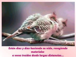 Están días y días haciendo su nido, recogiendo
                  materiales
   a veces traídos desde largas distancias...
 