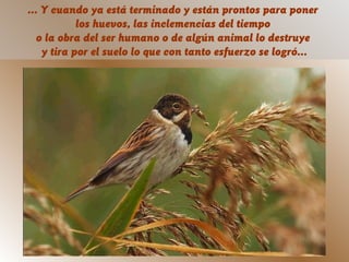 ... Y cuando ya está terminado y están prontos para poner
            los huevos, las inclemencias del tiempo
  o la obra del ser humano o de algún animal lo destruye
    y tira por el suelo lo que con tanto esfuerzo se logró...
 