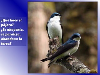 ¿Qué hace el
pájaro?
¿Se ahuyenta,
se paraliza,
abandona la
tarea?
 