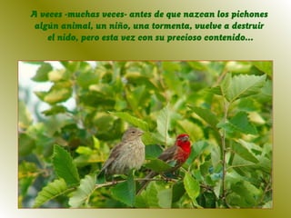 A veces -muchas veces- antes de que nazcan los pichones
 algún animal, un niño, una tormenta, vuelve a destruir
    el nido, pero esta vez con su precioso contenido...
 