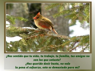 ¿Has sentido que tu vida, tu trabajo, tu familia, tus amigos no
                     son los que soñaste?
              ¿Has querido decir basta, no vale
       la pena el esfuerzo, esto es demasiado para mí?
 