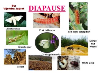 DIAPAUSE
Mango
Nut
Weevil
White Grub
Bombyx mori
Grasshopper
Locust
Pink bollworm
Cabbage butterfly
Red hairy caterpillar
By:
Vijendra Jagrat
 
