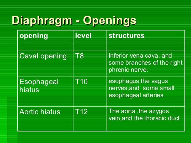 Diaphragm