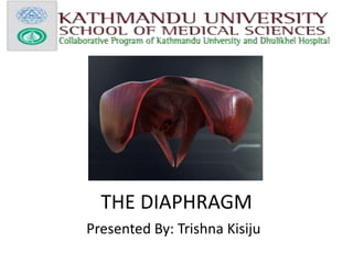 THE DIAPHRAGM
Presented By: Trishna Kisiju
 