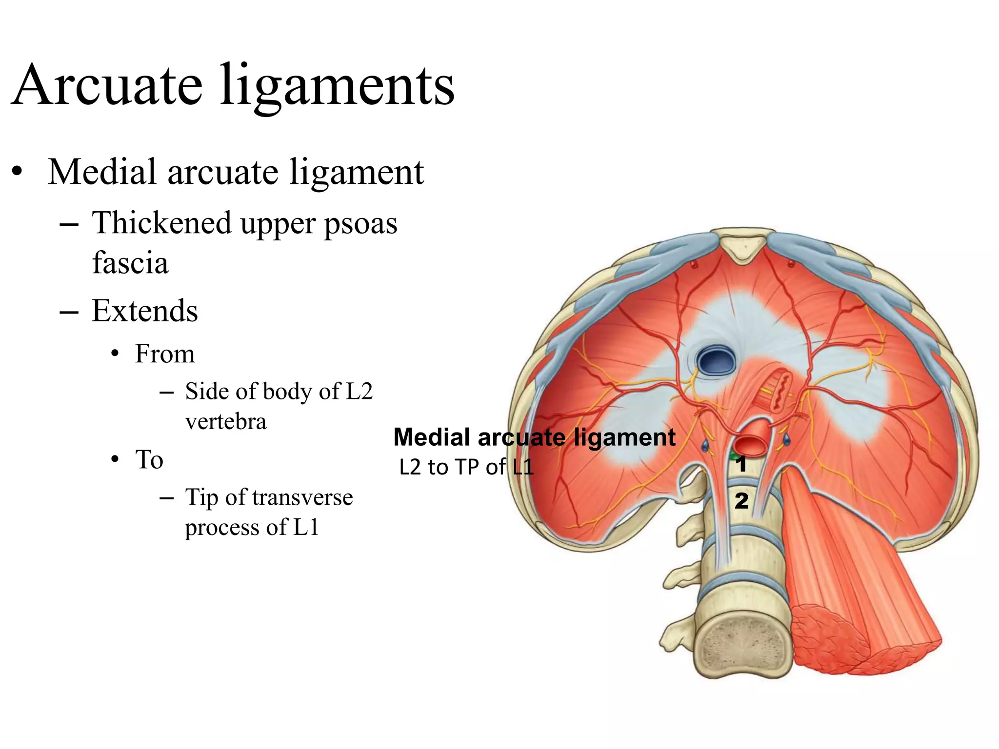 diaphragm.pptx