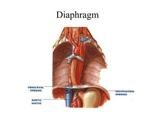 Diaphragm
 