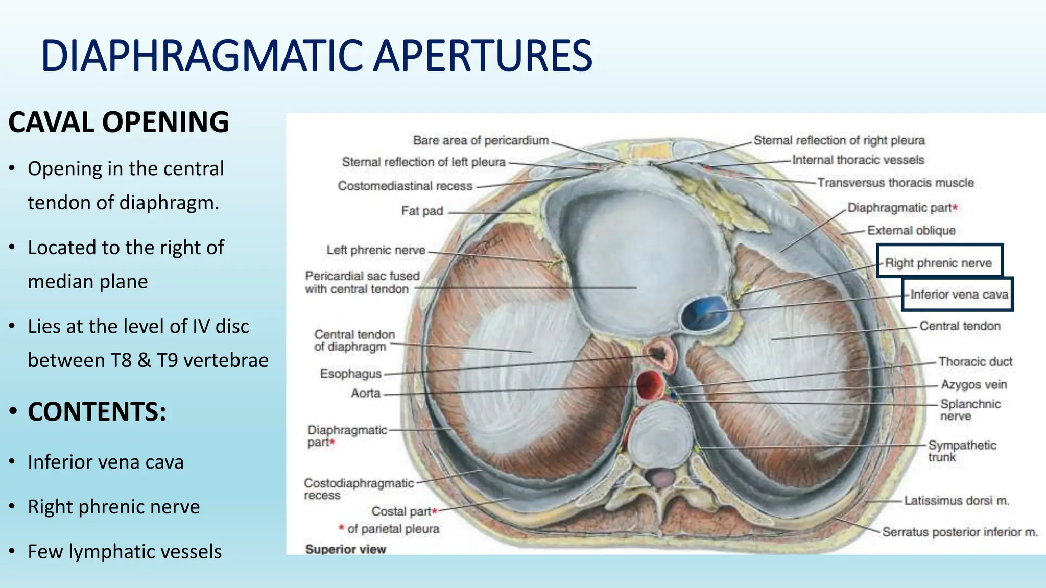Diaphragm. Accessory muscles of respiration thoracic duct.pptx