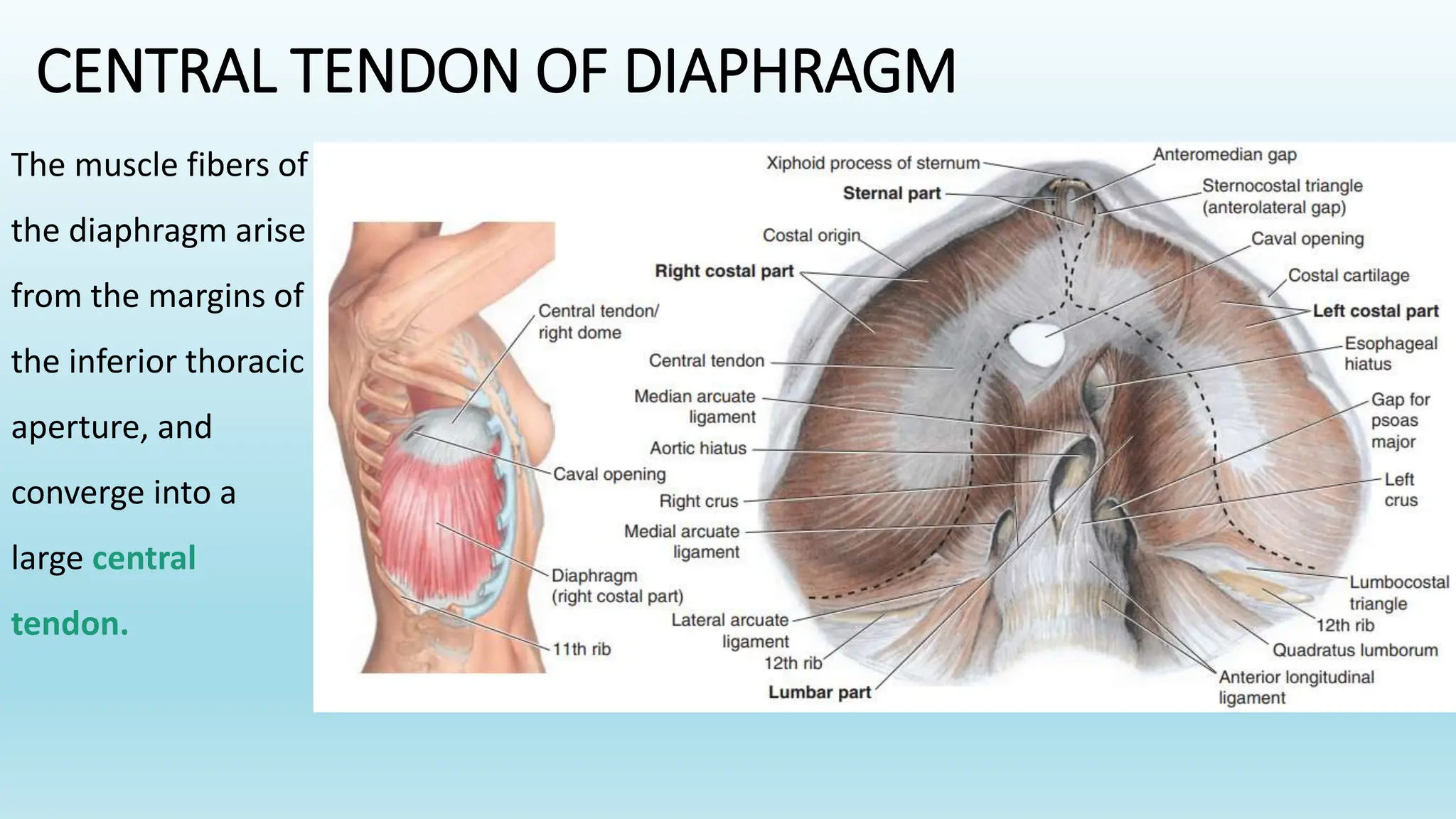 Diaphragm. Accessory muscles of respiration thoracic duct.pptx