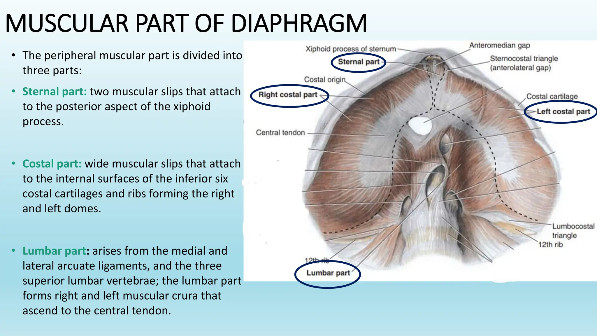 Diaphragm. Accessory muscles of respiration thoracic duct.pptx