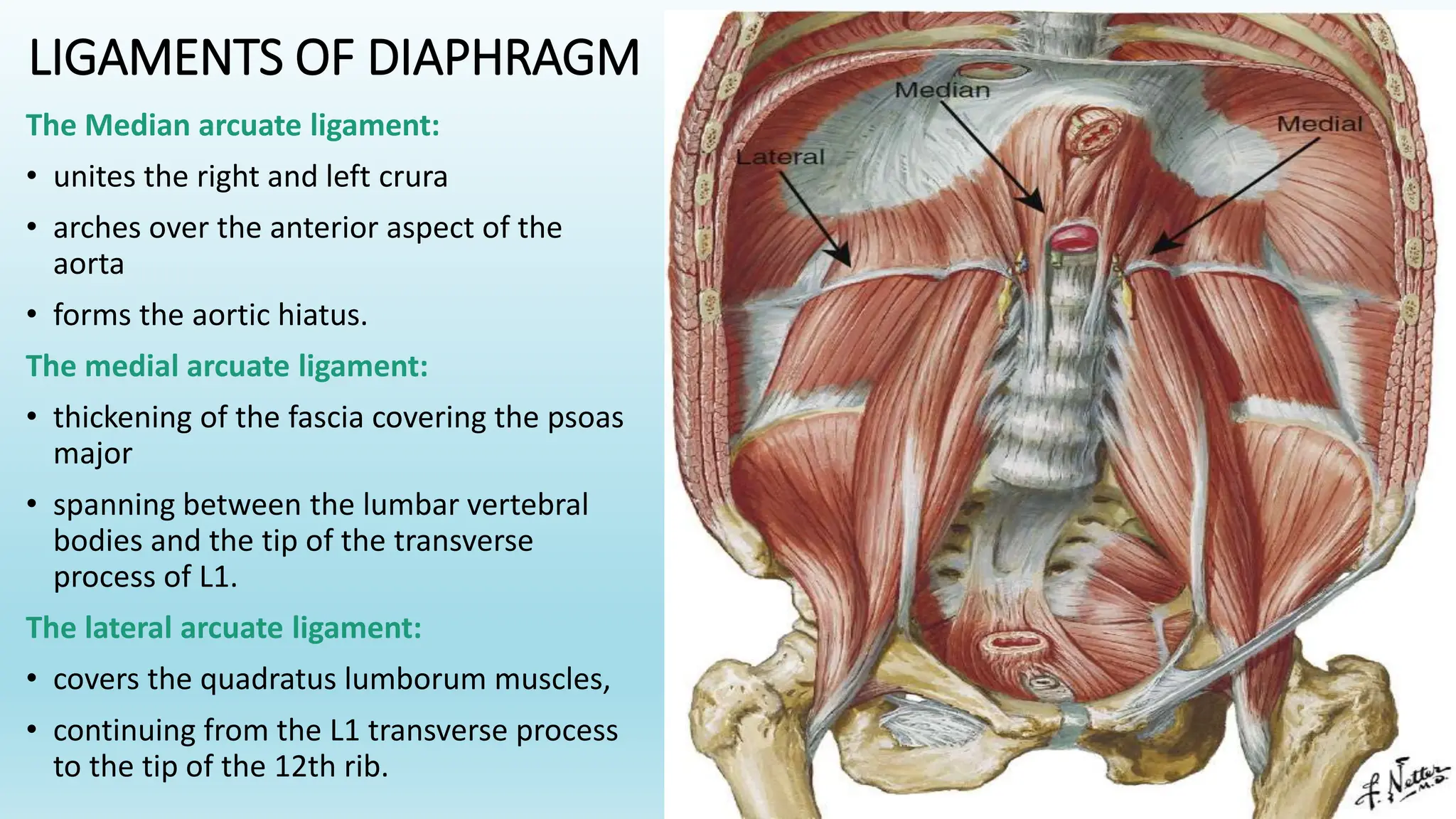 Extra Accessory Muscle Diaphragm. Accessory muscles of respiration thoracic duct.pptx