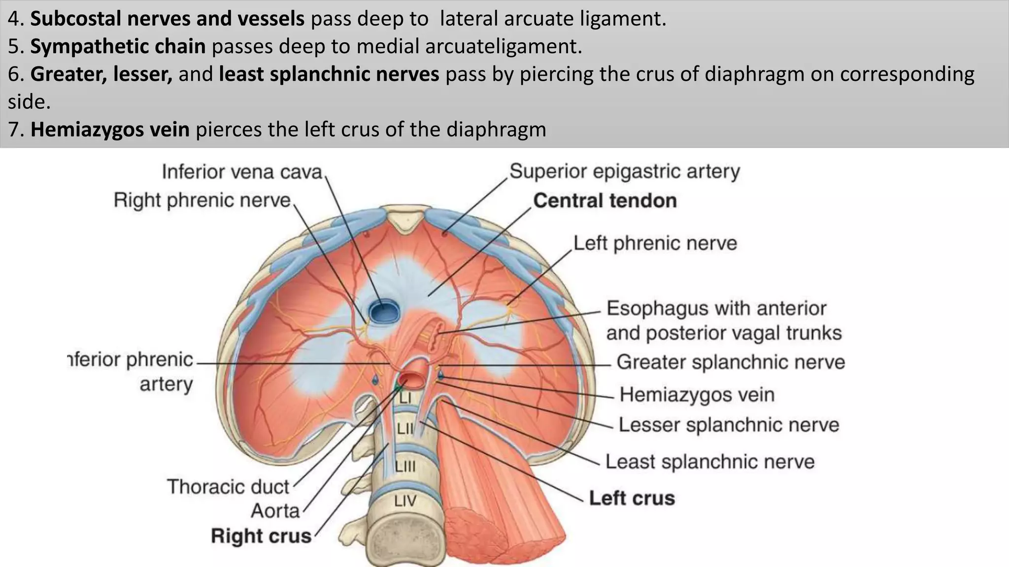 Diaphragm PPTX diaphragm-pptx
