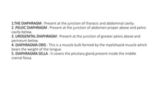 diaphragm-pptx