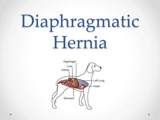 Diaphragmatic Hernia 